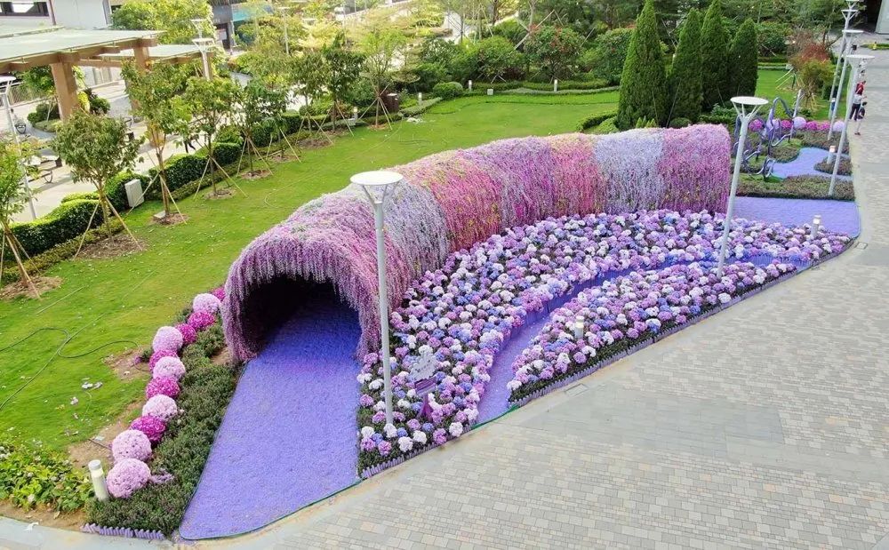 樱花主题展览活动策划的紫色花海把北角海渲染成紫色梦幻国度 会展活动策划ccasy Com