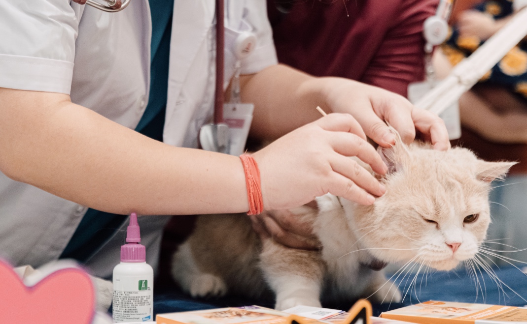 国际爱猫日就来猫科动物专属展览活动策划吧一起潜入猫咪的世界治愈一